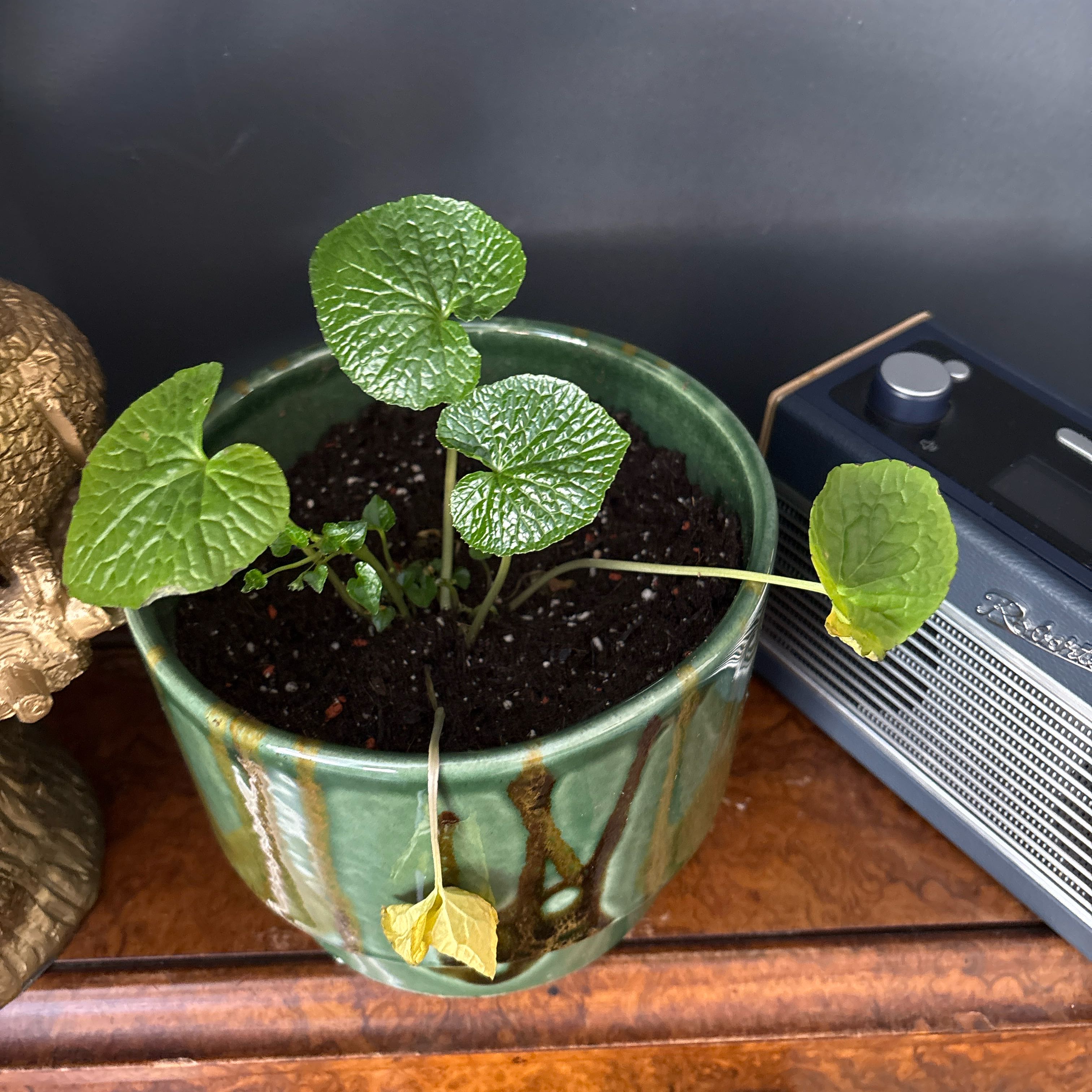 Photo of the plant species Rosa 'Wasabi' by @WinPhysicnut29 named Mochi on Greg, the plant care app