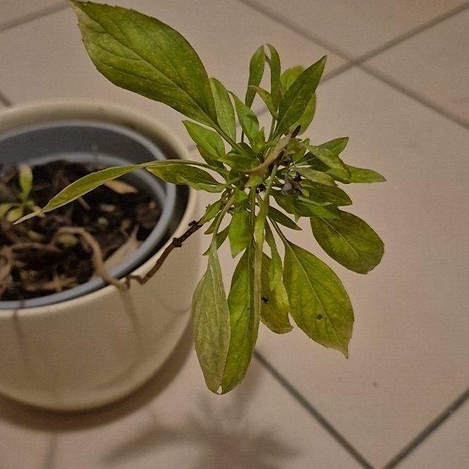 Photo of the plant species Siam Basil by @UniquePalesedge named Harmony on Greg, the plant care app