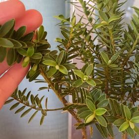 Photo of the plant species Veronica odora by @PeakFern54 named Lola on Greg, the plant care app