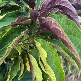 Photo of the plant species Philippine Glorybower by @YiftBlackbryony named Demi on Greg, the plant care app