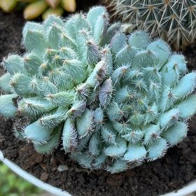 Photo of the plant species Echeveria setosa 'FO-42' by @FreshPaleyucca named Arañita on Greg, the plant care app