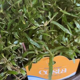 Photo of the plant species Dragons tounge by @Ponses1 named Sproutacus on Greg, the plant care app