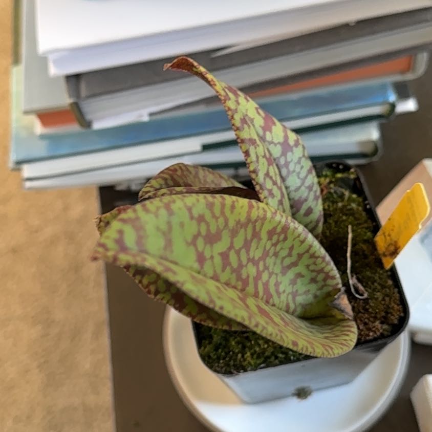 Photo of the plant species Psychopsis mendenhall 'Hildos' by @HypnoticGray83 named Kesha on Greg, the plant care app