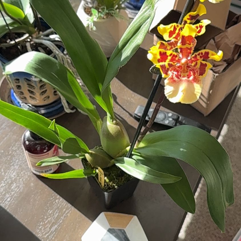 Plant care for Colmanara Masai on Greg, the plant care app