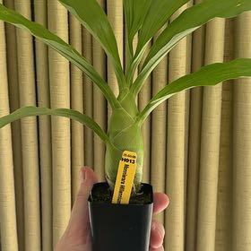Photo of the plant species witchcraft by @HypnoticGray83 named Aristotle on Greg, the plant care app