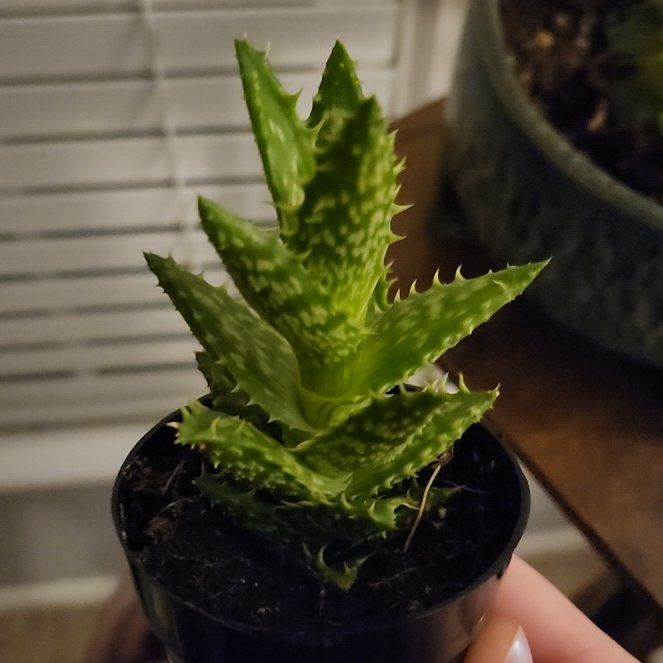 Photo of the plant species Narrow-leafed Tiger Tooth Aloe by @NiceTomato30 named Diana on Greg, the plant care app