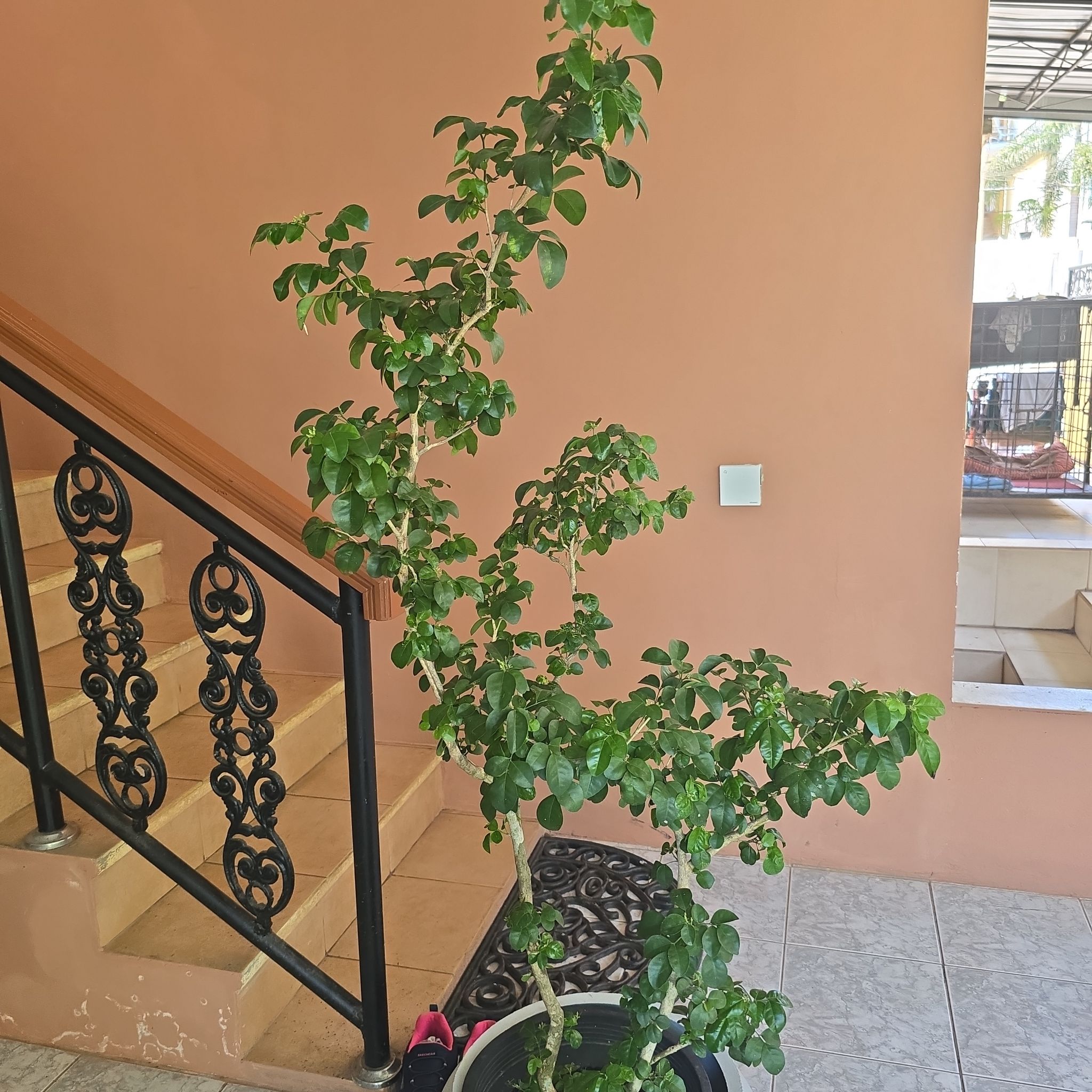 Photo of the plant species Prunus murrayana by @plantColombo named Dax on Greg, the plant care app