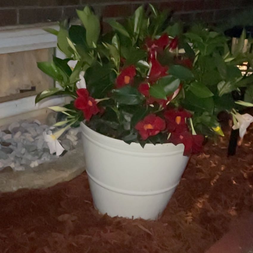 Photo of the plant species A Carnival Of Blooms by @HelpfulPeony63 named Wall-E on Greg, the plant care app