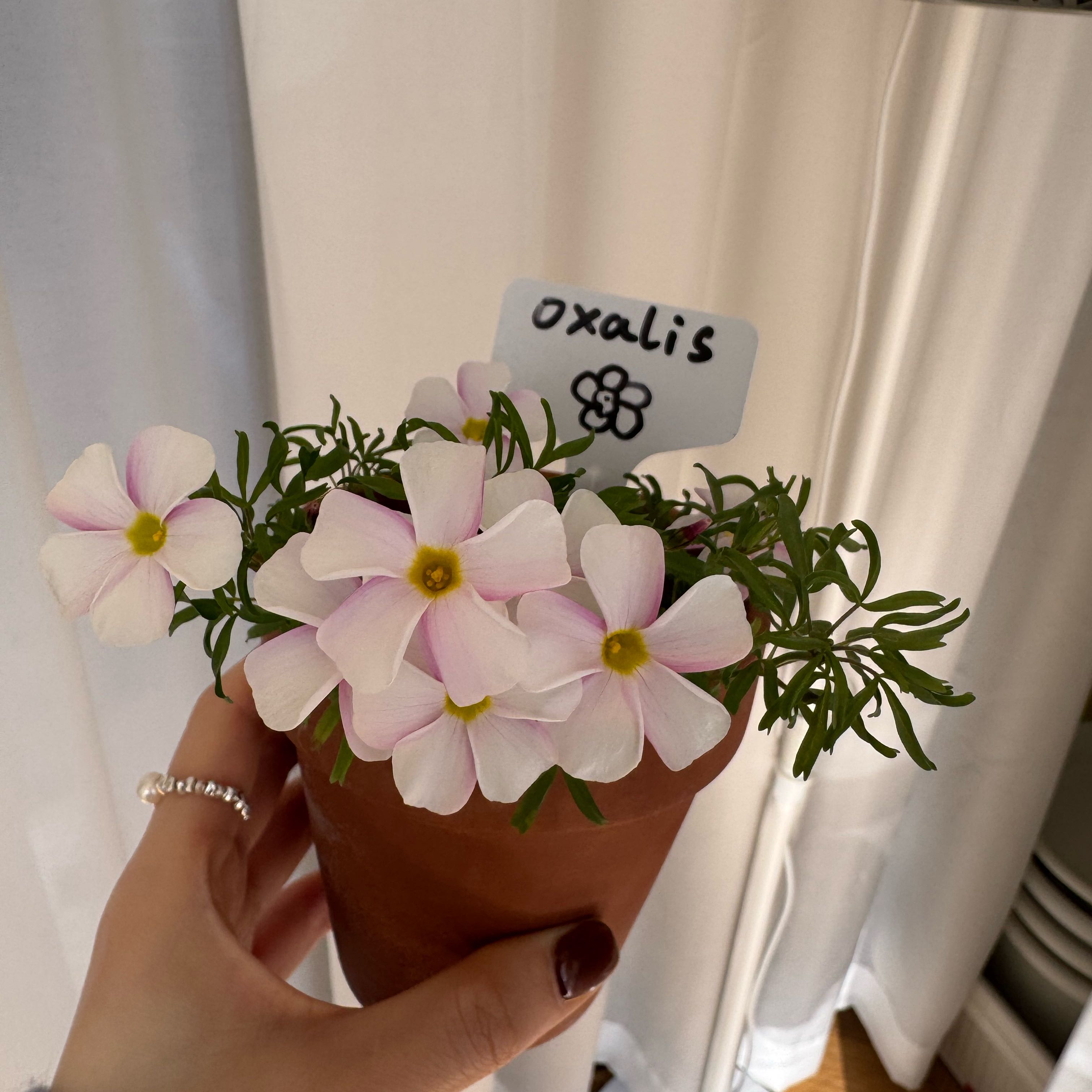 Photo of the plant species Oxalis by @WingedSunspurge named Athena on Greg, the plant care app