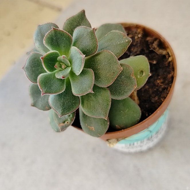 Photo of the plant species Echeveria 'Moranii' by @Blarkus named Lebron on Greg, the plant care app