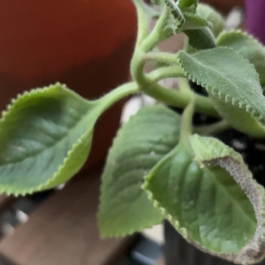 Photo of the plant species Oregano 'Aurea' by @ValidChosmo49 named Messi on Greg, the plant care app