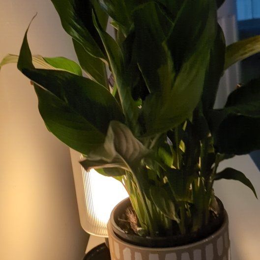 Photo of the plant species Sweet Romano Spathiphyllum by @BreezyTurkshead named ChloroPhil on Greg, the plant care app