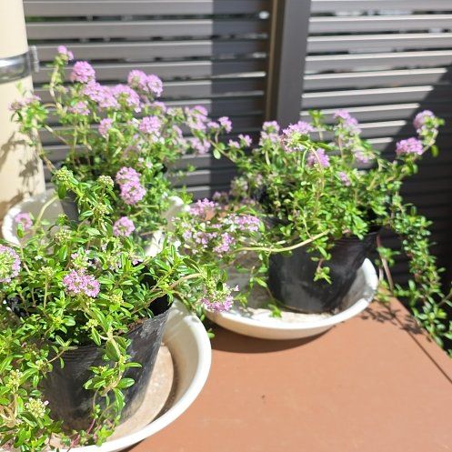 Photo of the plant species Elfin Thyme by @bypu named Timon on Greg, the plant care app