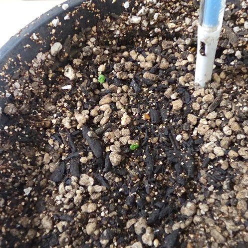 Photo of the plant species Shiso by @bypu named She's so big green leaf on Greg, the plant care app