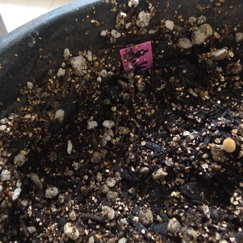 Photo of the plant species Shiso by @bypu named She's so purple on Greg, the plant care app