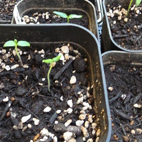 Photo of the plant species Purple Tomatillo by @bypu named Tomatillo Morado on Greg, the plant care app