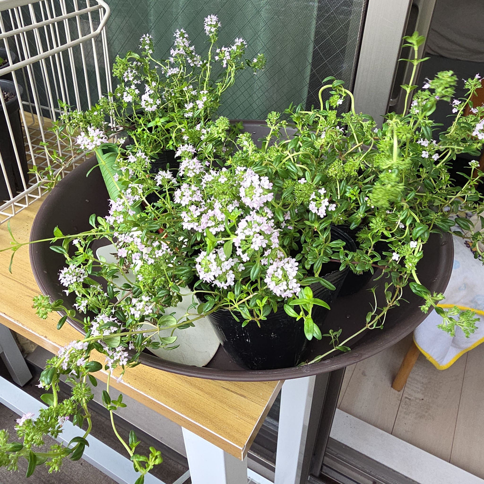 Photo of the plant species Breckland Thyme by @bypu named Creepy Timon on Greg, the plant care app