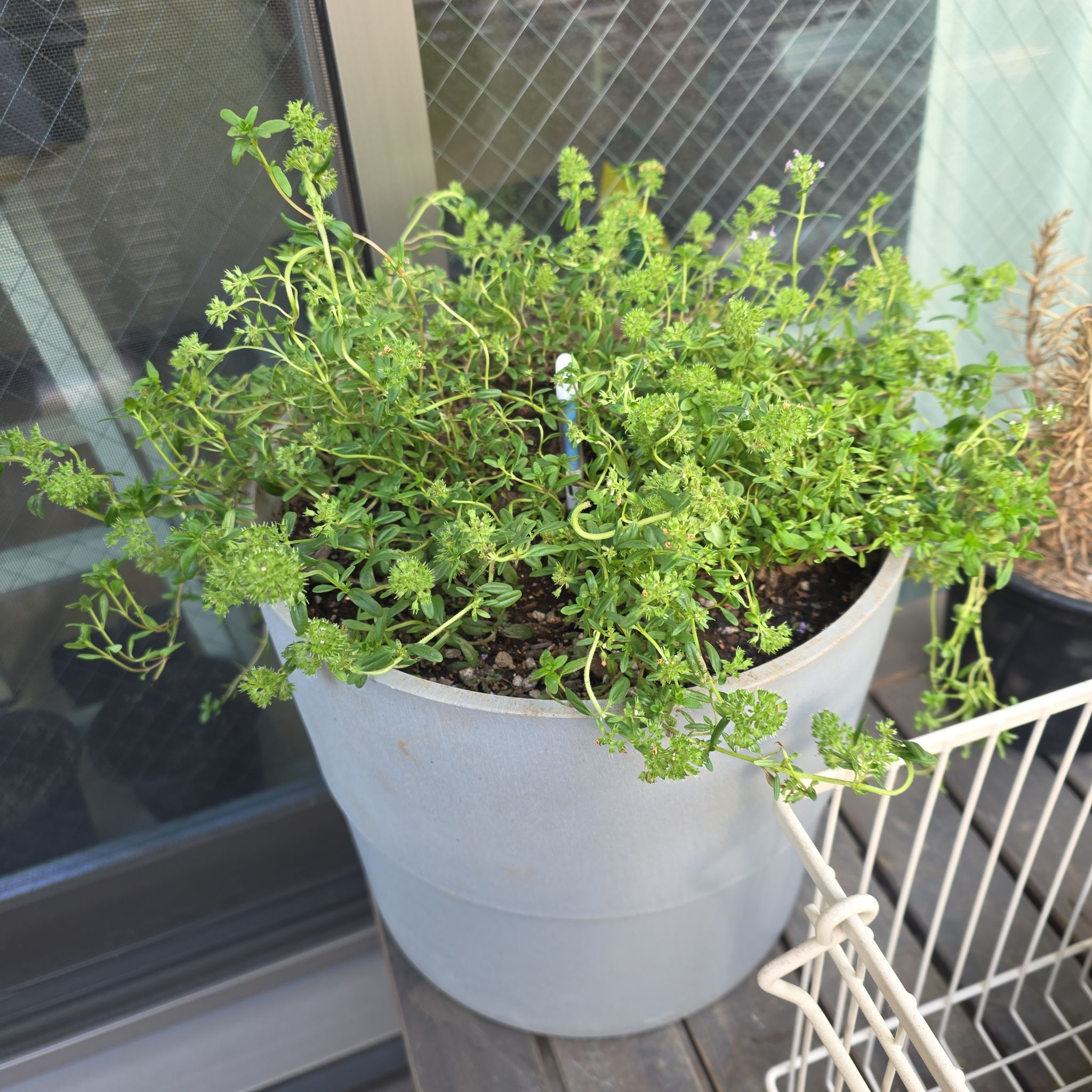 Photo of the plant species Wild Thyme by @bypu named Creepy Timon on Greg, the plant care app