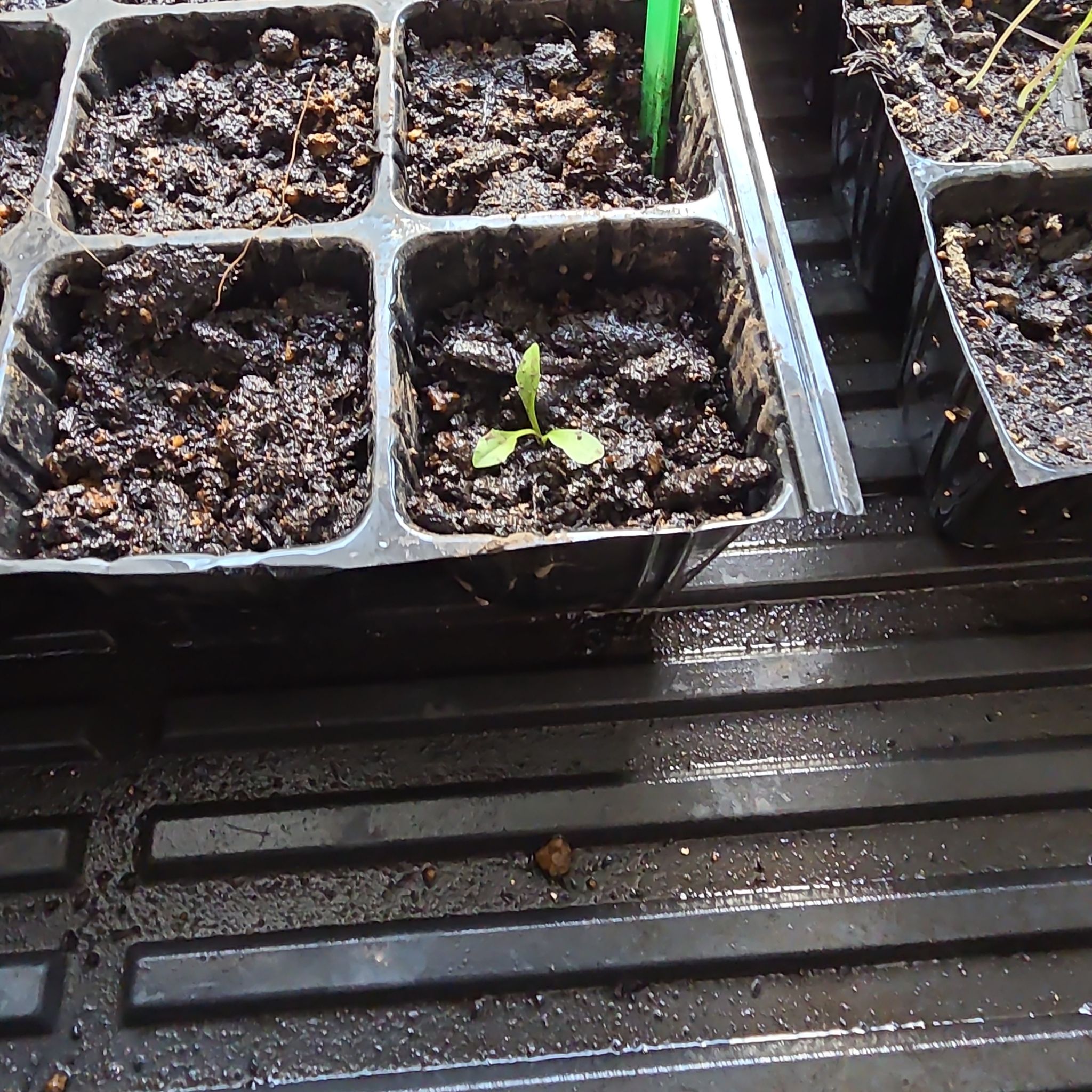 Photo of the plant species Dandelion by @bypu named Leonardo on Greg, the plant care app