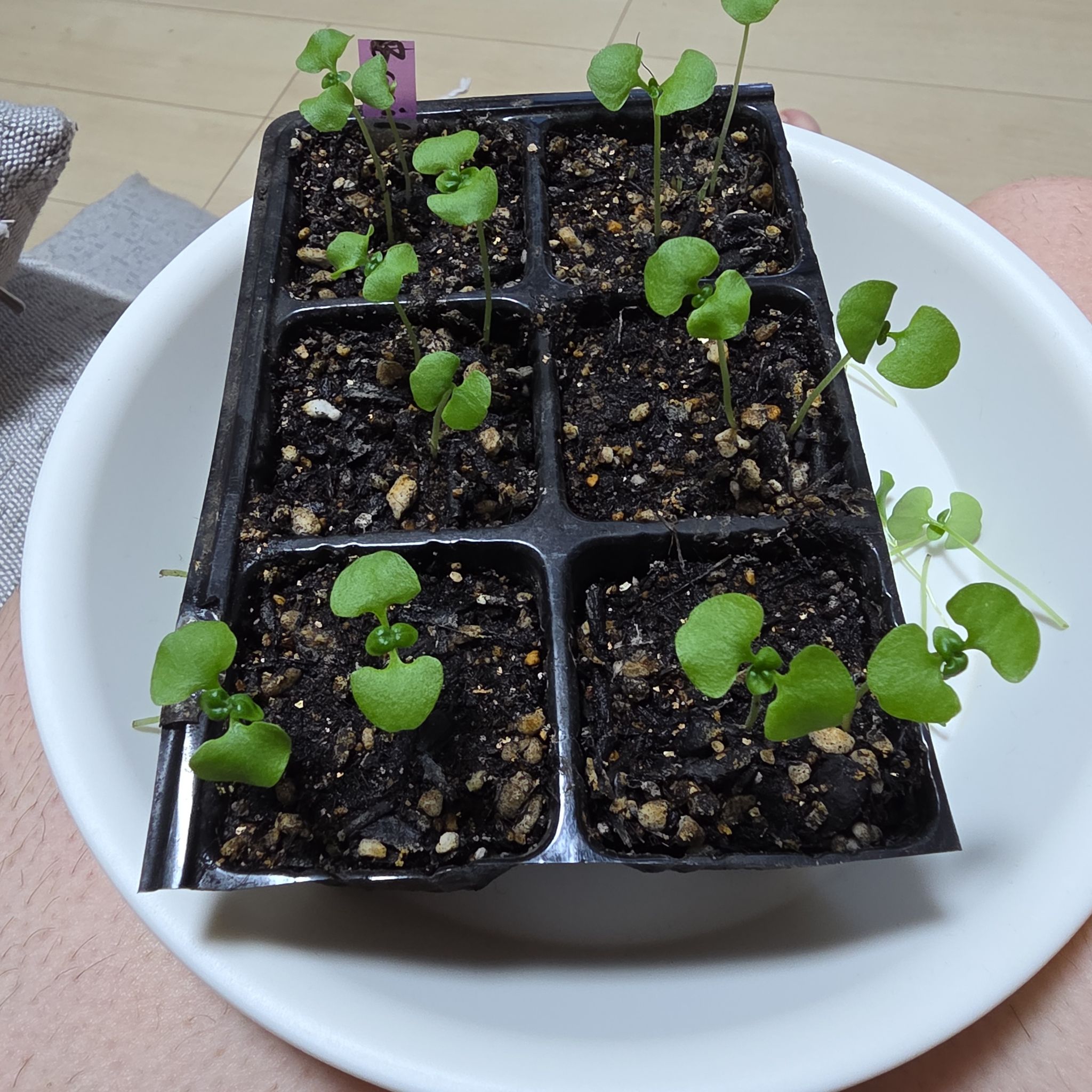 Photo of the plant species Basil by @bypu named Cow on Greg, the plant care app