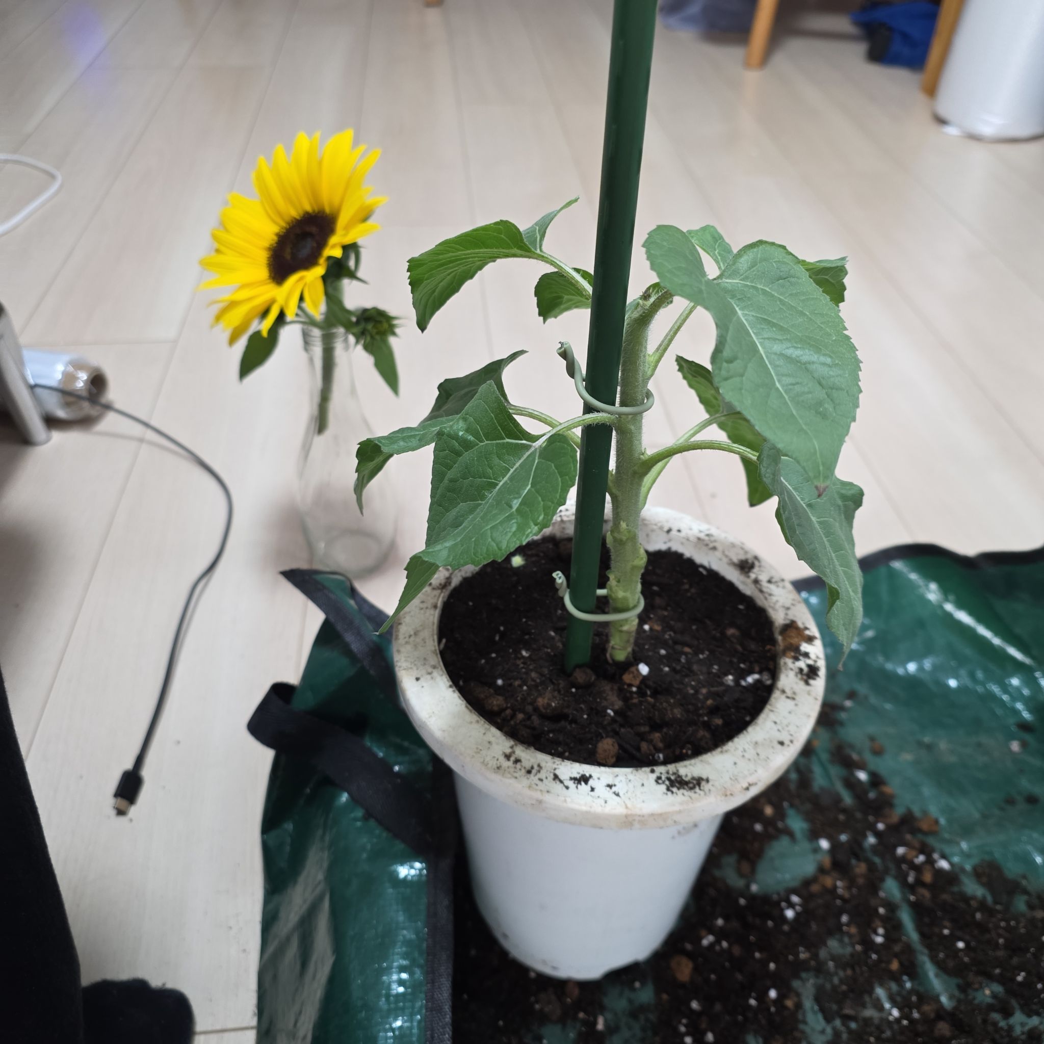 Photo of the plant species Helianthus 'Sunmazing' by @bypu named Sunny on Greg, the plant care app