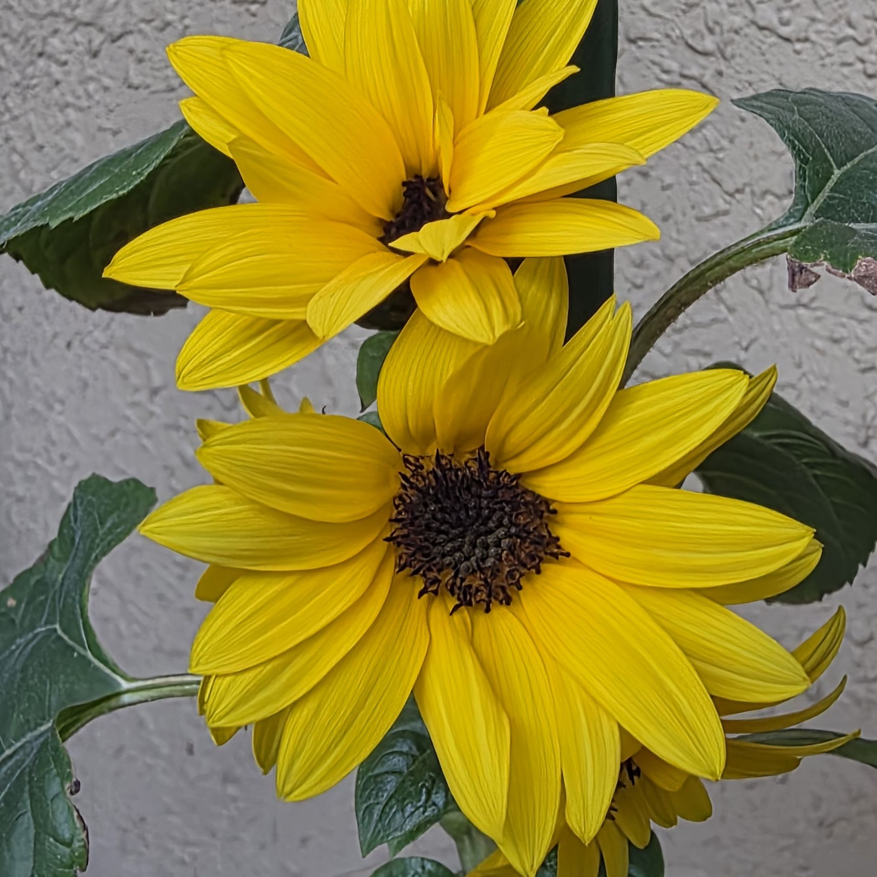 Photo of the plant species Helianthus 'Sunmazing' by @bypu named Sunny on Greg, the plant care app