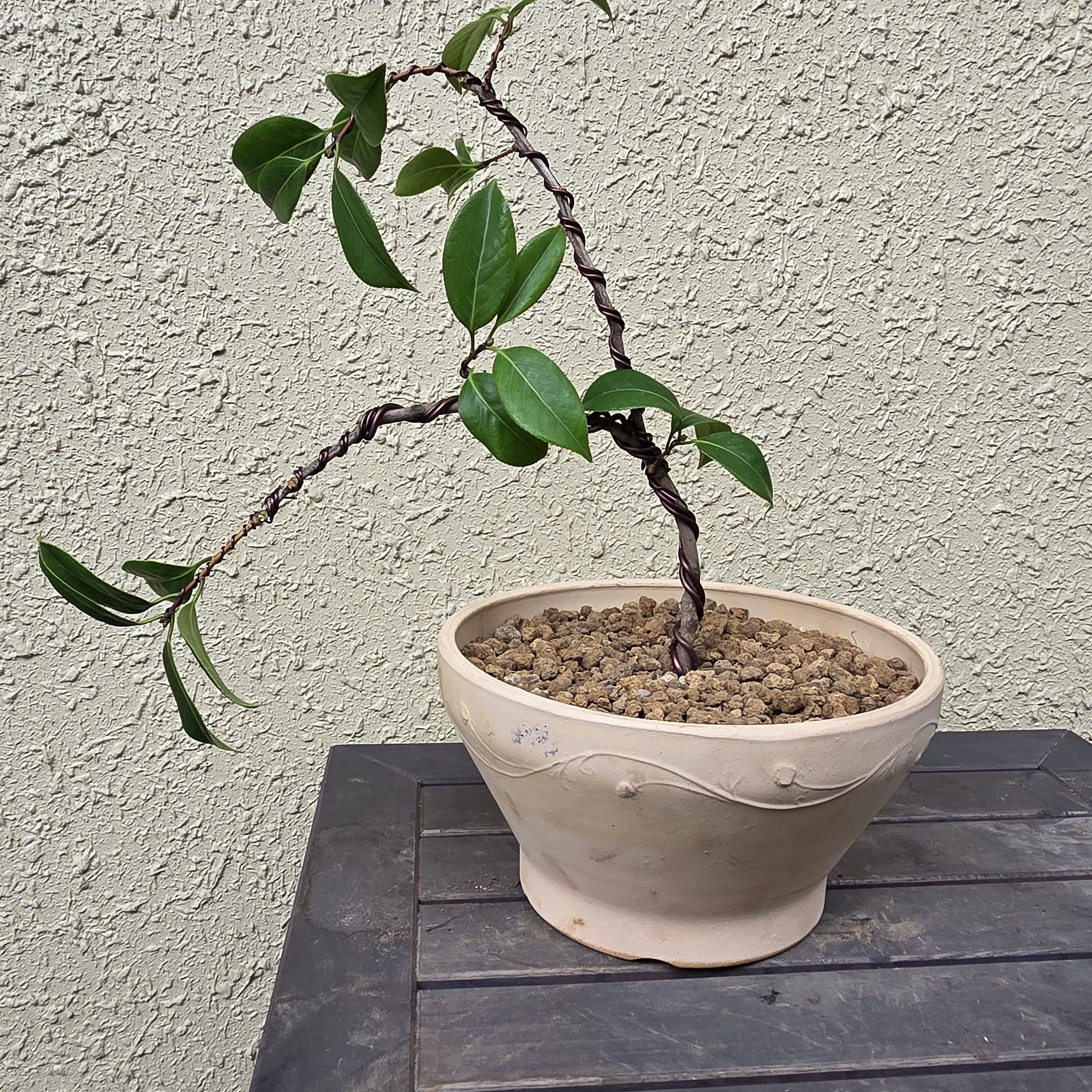 Photo of the plant species Common Camellia by @bypu named Scarlett on Greg, the plant care app