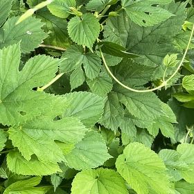 Photo of the plant species Hop by @IdealRedsage77 named Ronaldo on Greg, the plant care app