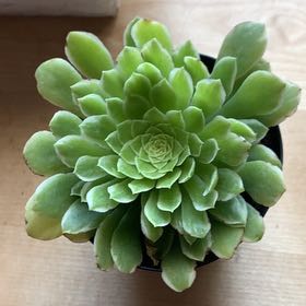 Photo of the plant species Aeonium 'Emerald Ice' by @GiddyTipa named Harry on Greg, the plant care app