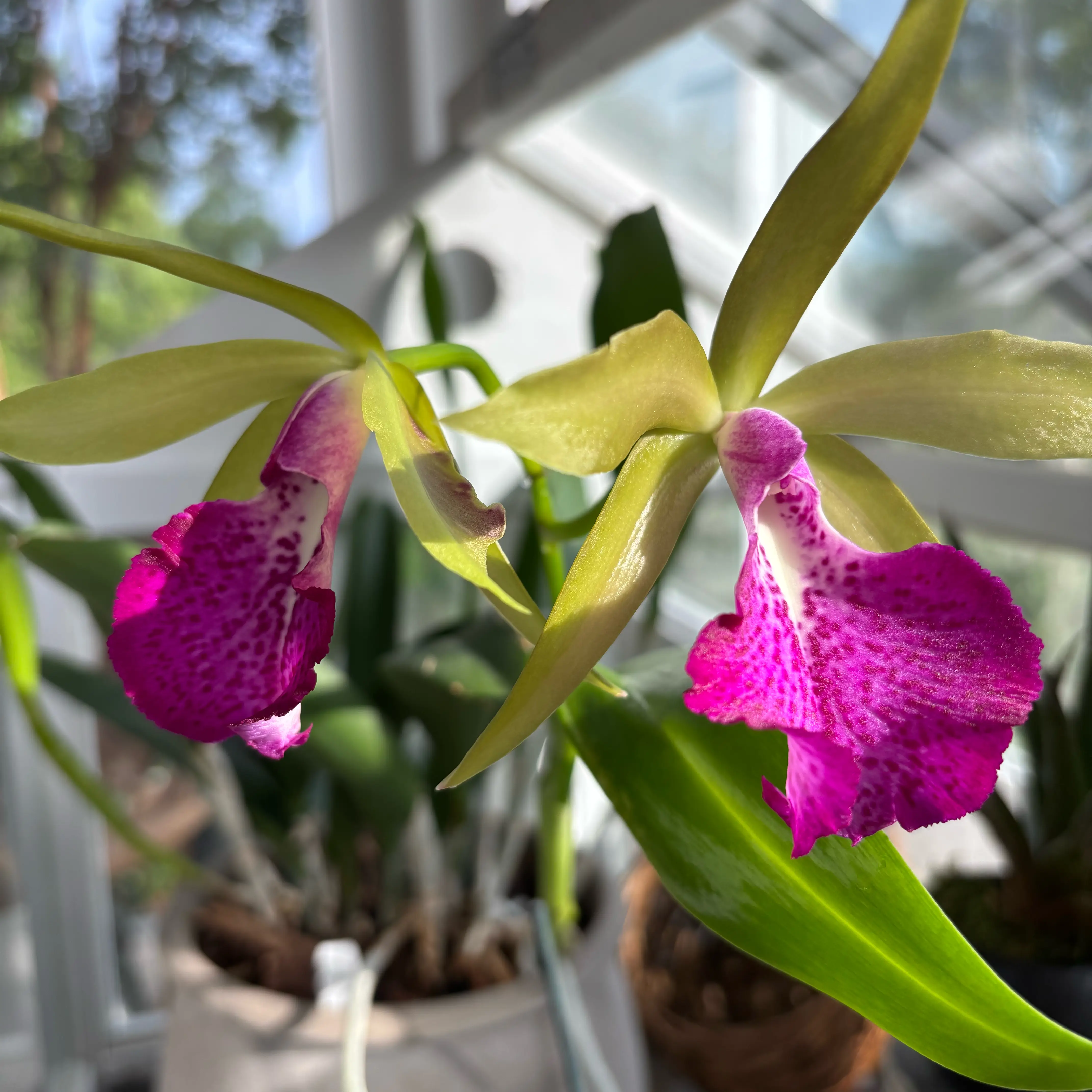 Photo of the plant species Brassocattleya by @JuicyPoindexter named Limelight on Greg, the plant care app