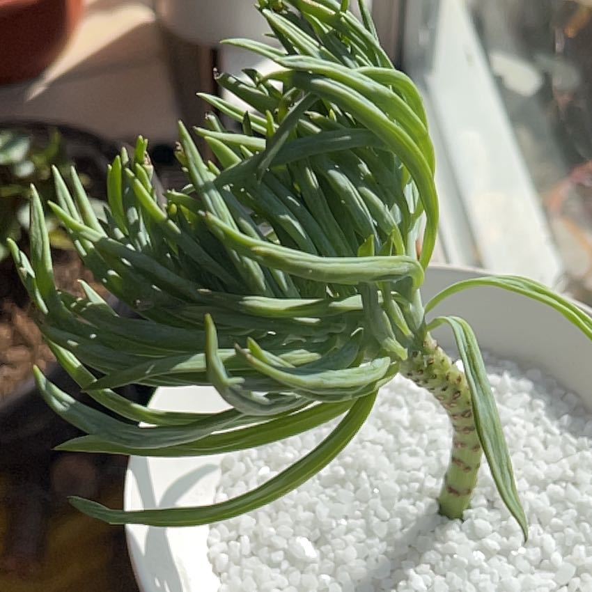 Photo of the plant species Narrow-Leaf Chalksticks by @BuddingPothos56 named Canar on Greg, the plant care app