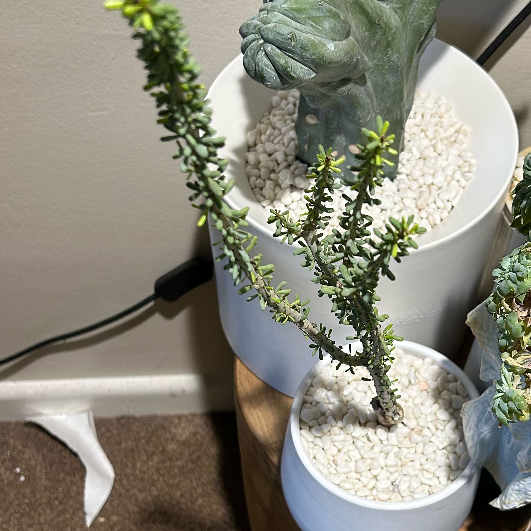 Photo of the plant species Namaqua Porkbush by @BuddingPothos56 named Shakira on Greg, the plant care app