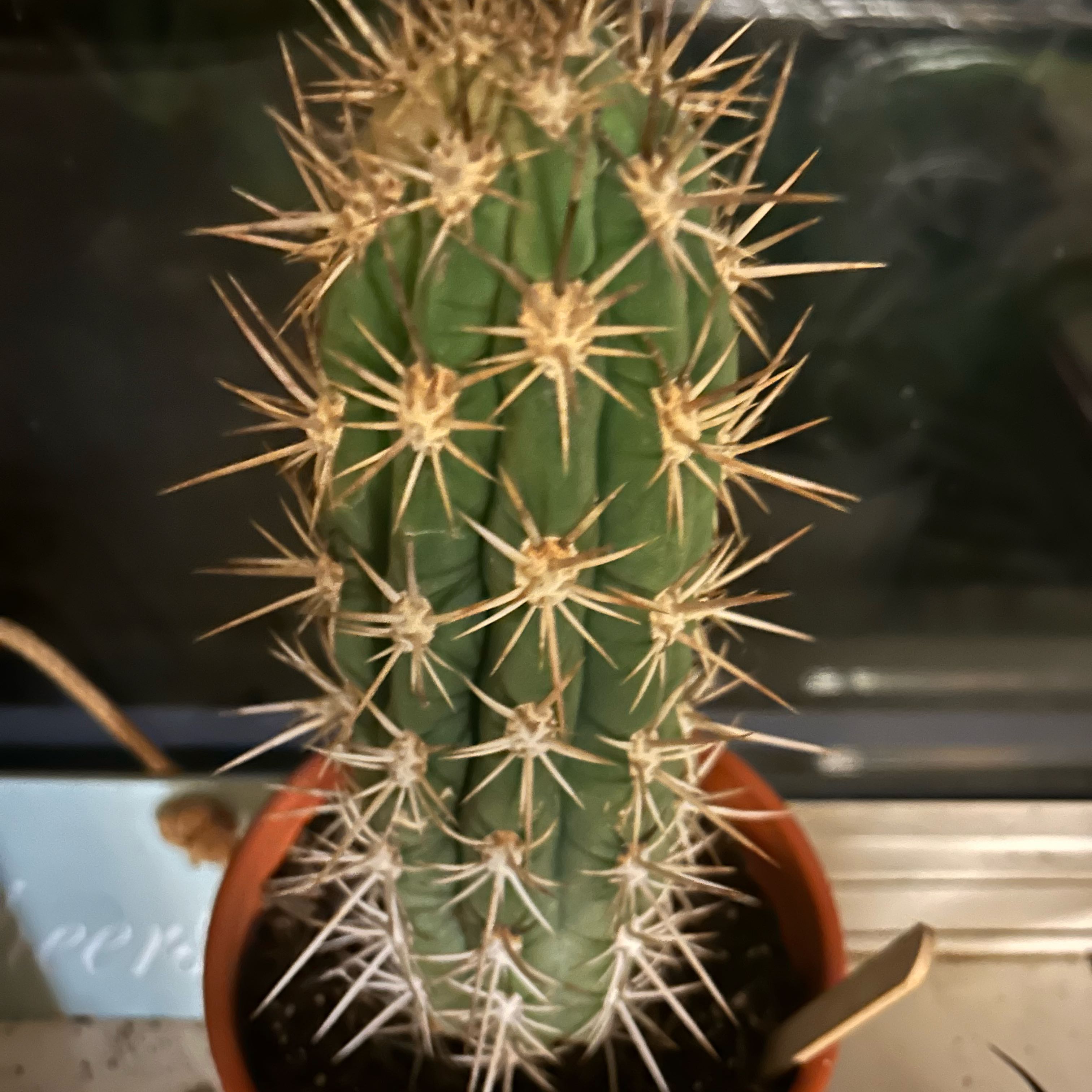 Photo of the plant species Echinopsis chiloensis by @BuddingPothos56 named Walt on Greg, the plant care app