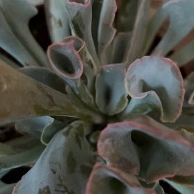 Photo of the plant species Echeveria Pink Trumpet by @BuddingPothos56 named Chen Chino on Greg, the plant care app