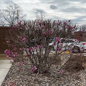 Photo of the plant species Shaving Brush Tree by @LordMadeiravine named Scarlett on Greg, the plant care app