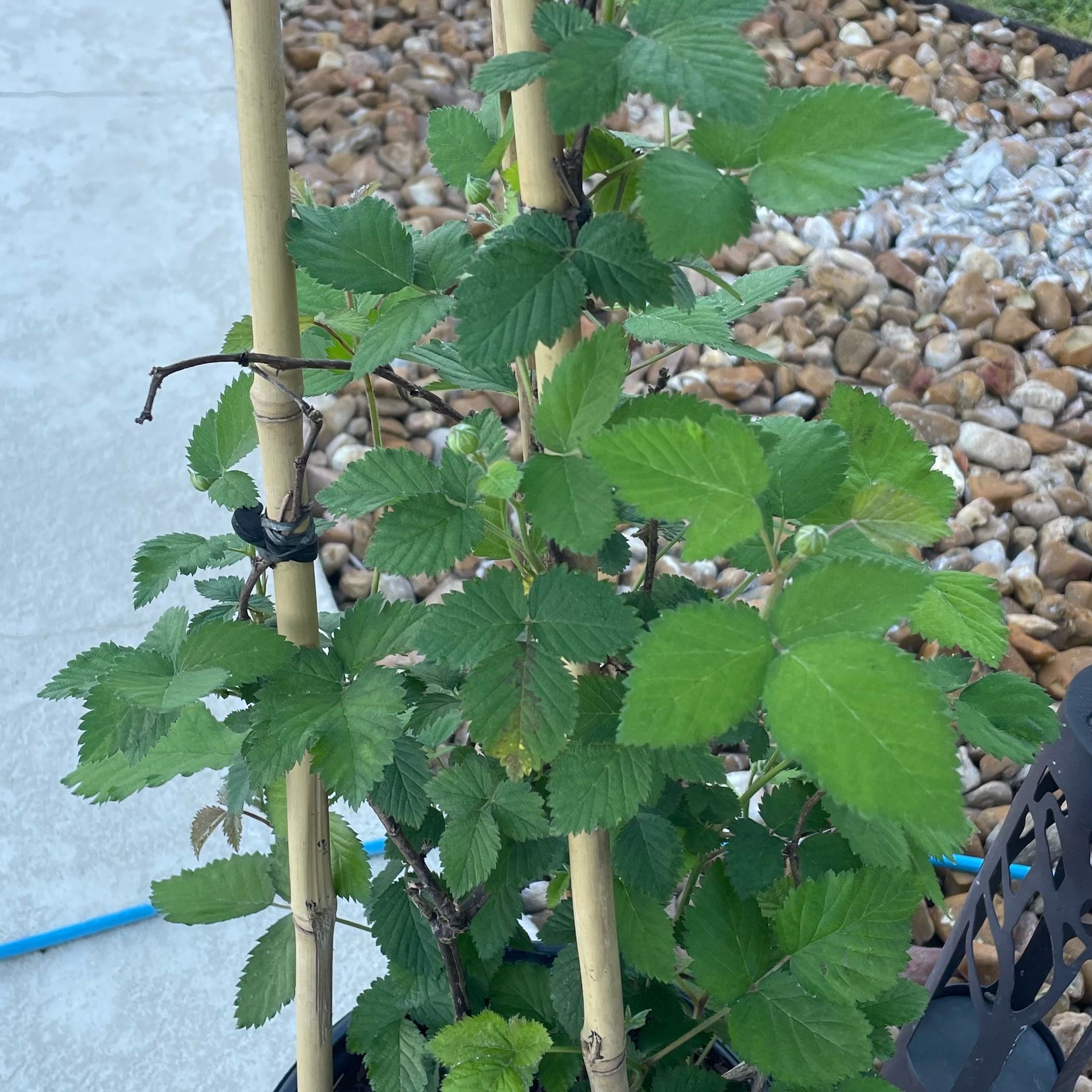 Photo of the plant species Blackberry 'Triple Crown Thornless' by @NiftyCaleypea81 named Terra on Greg, the plant care app