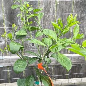 Photo of the plant species Owari Satsuma Tree by @NiftyCaleypea81 named Dax on Greg, the plant care app