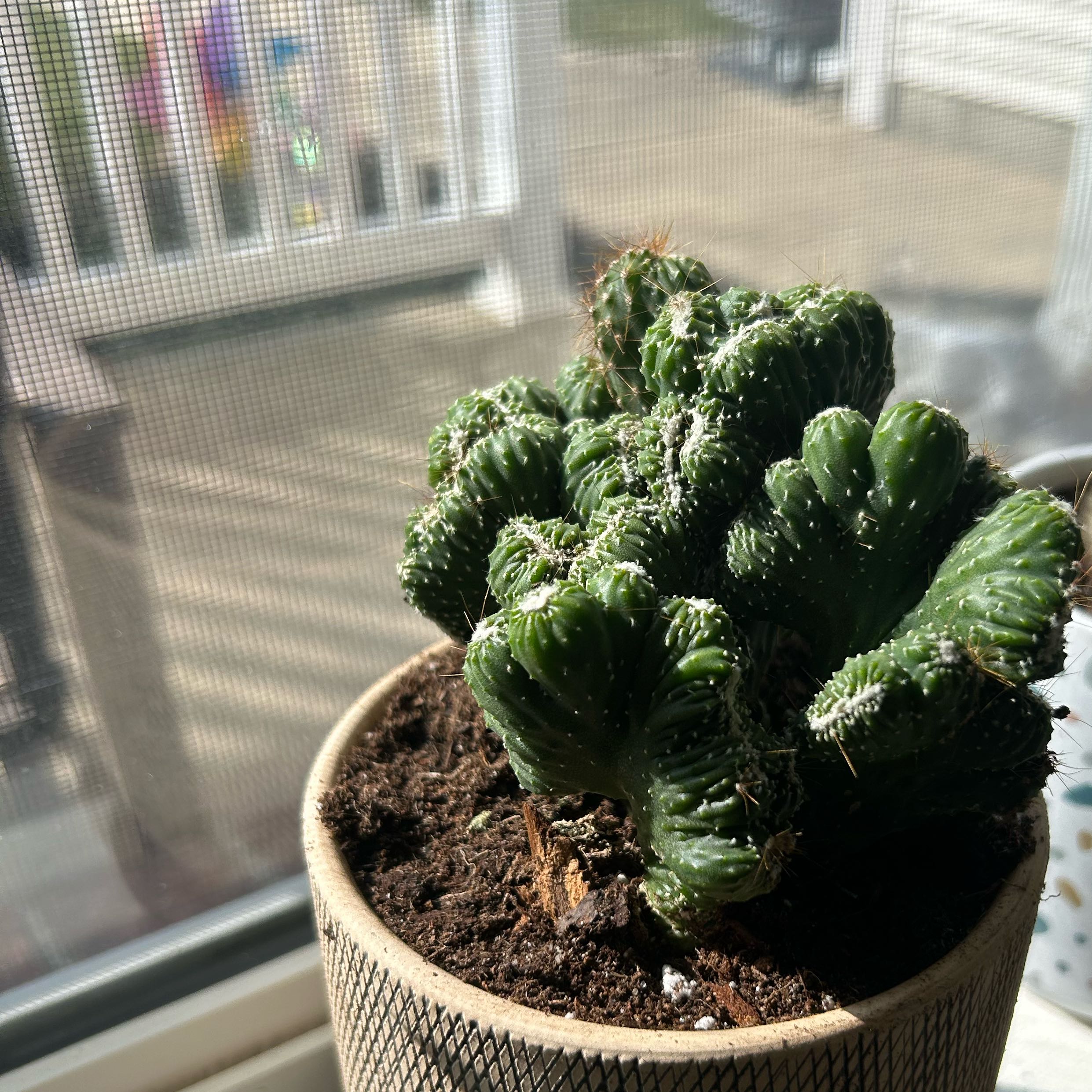Photo of the plant species Cereus 'Yoke Num Chote' by @HoneyedChisme named Kardashian on Greg, the plant care app