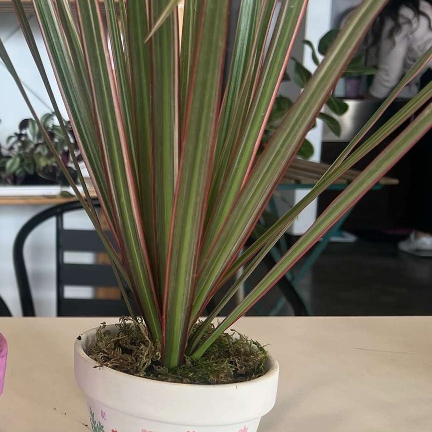 Photo of the plant species Dracaena bicolor by @RichFlaxsilk named Plato on Greg, the plant care app