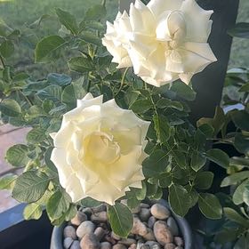 Photo of the plant species Pope John Paul II Rose by @HotBroom91 named Rose on Greg, the plant care app