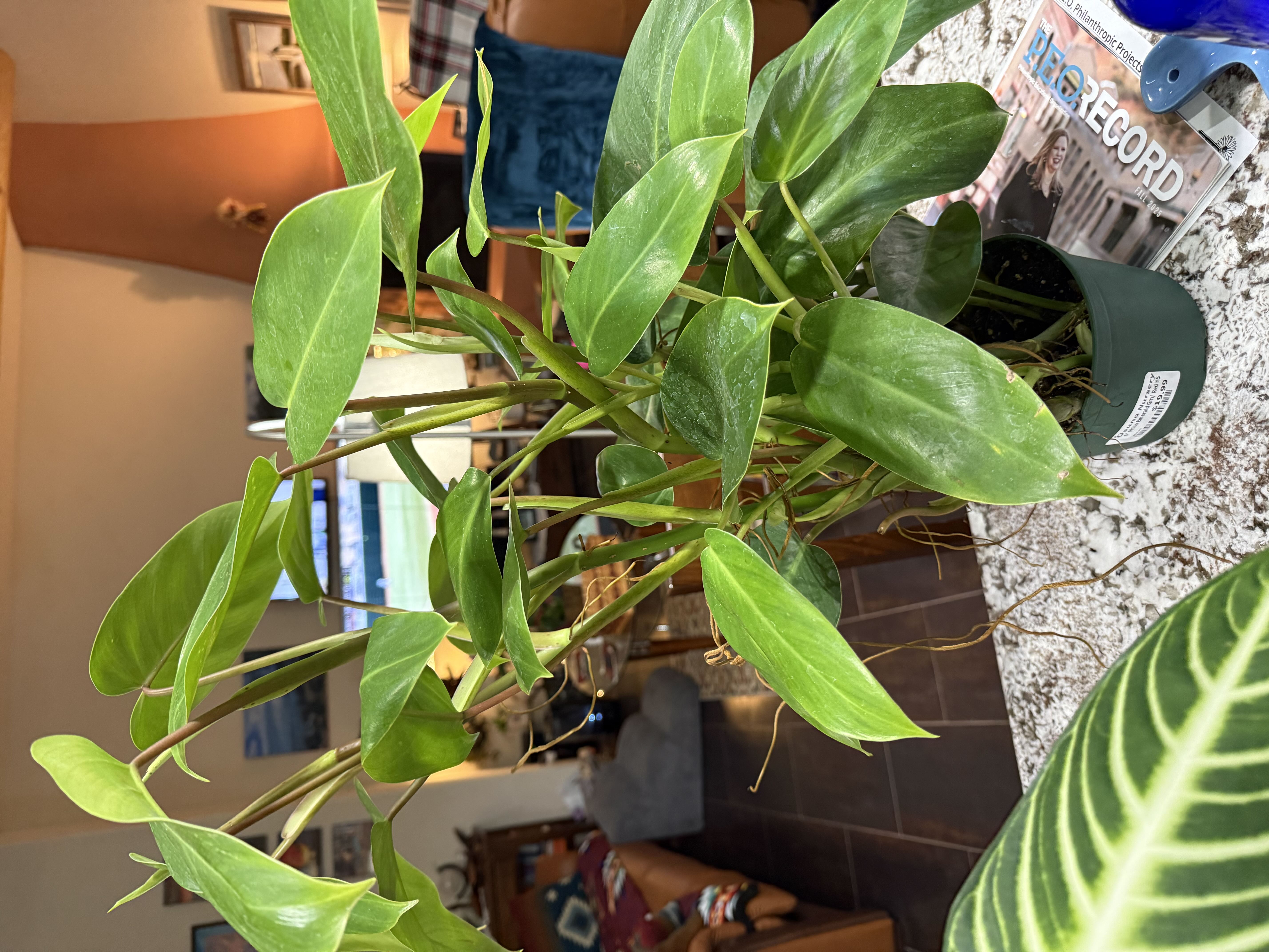 Photo from the post
