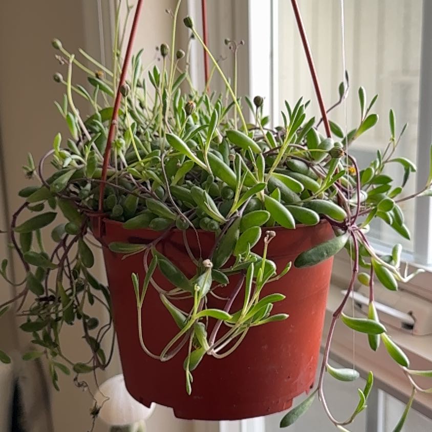 Photo of the plant species Ruby Necklace Plant by @MamaLinne named OFC Ruth on Greg, the plant care app