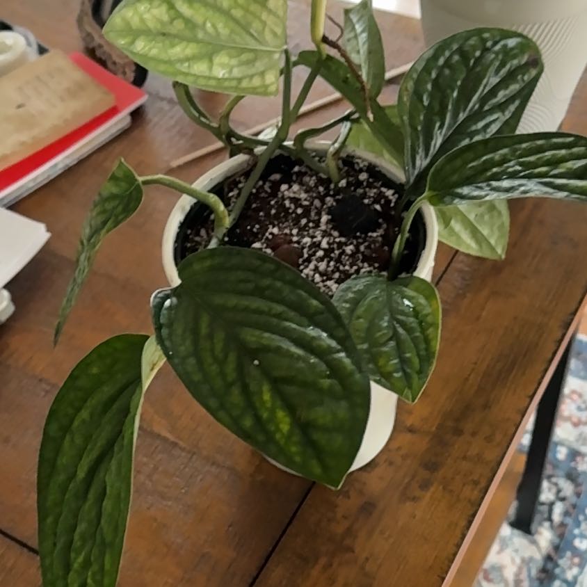 Photo of the plant species Monstera Peru by @MamaLinne named SR Demi on Greg, the plant care app
