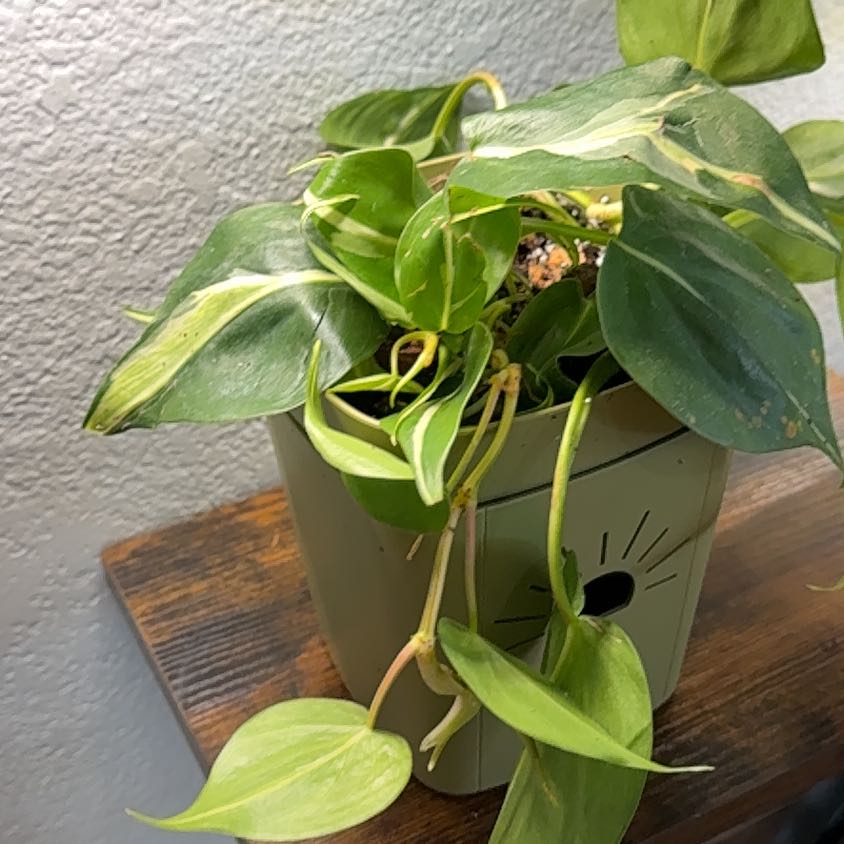 Photo of the plant species Silver Stripe Philodendron by @MamaLinne named LR Frost on Greg, the plant care app