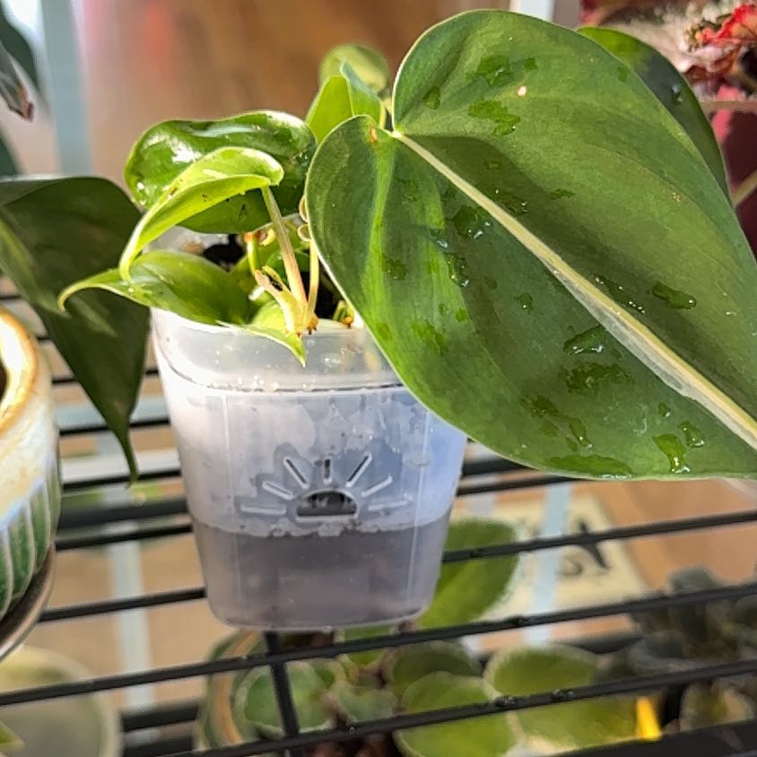 Photo of the plant species philodendron silver stripe by @MamaLinne named SR Chrome on Greg, the plant care app