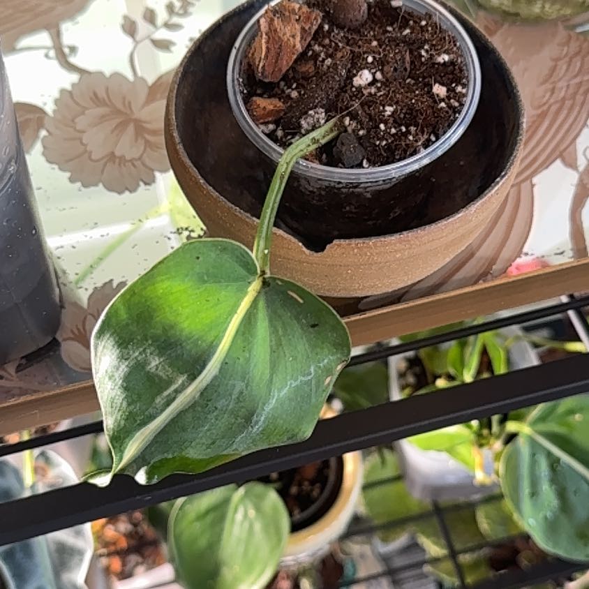 Photo of the plant species Silver Stripe Philodendron by @MamaLinne named SR Clooney (cutting) on Greg, the plant care app