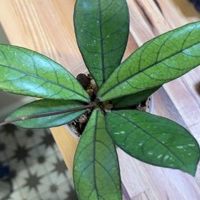 Photo of the plant species Hoya crassipetiolata by @MamaLinne named LDRY Athena on Greg, the plant care app