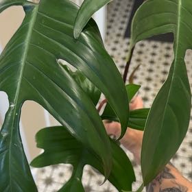 Photo of the plant species Florida green by @MamaLinne named MSTR Moose on Greg, the plant care app
