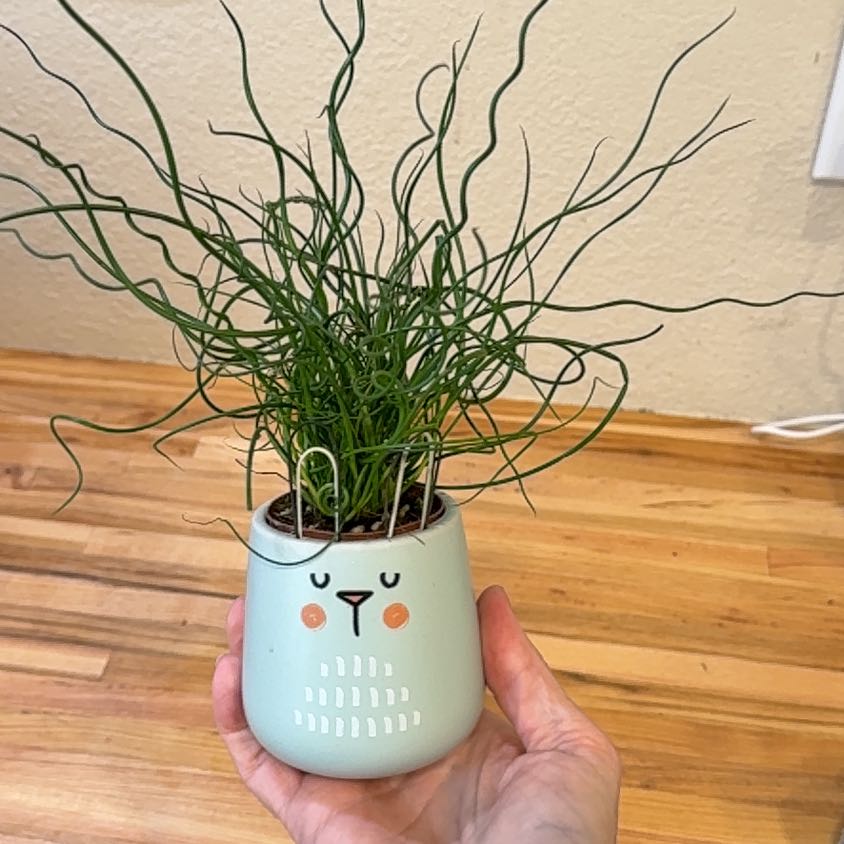 Photo of the plant species Corkscrew Rush by @MamaLinne named MSTR Orwell on Greg, the plant care app