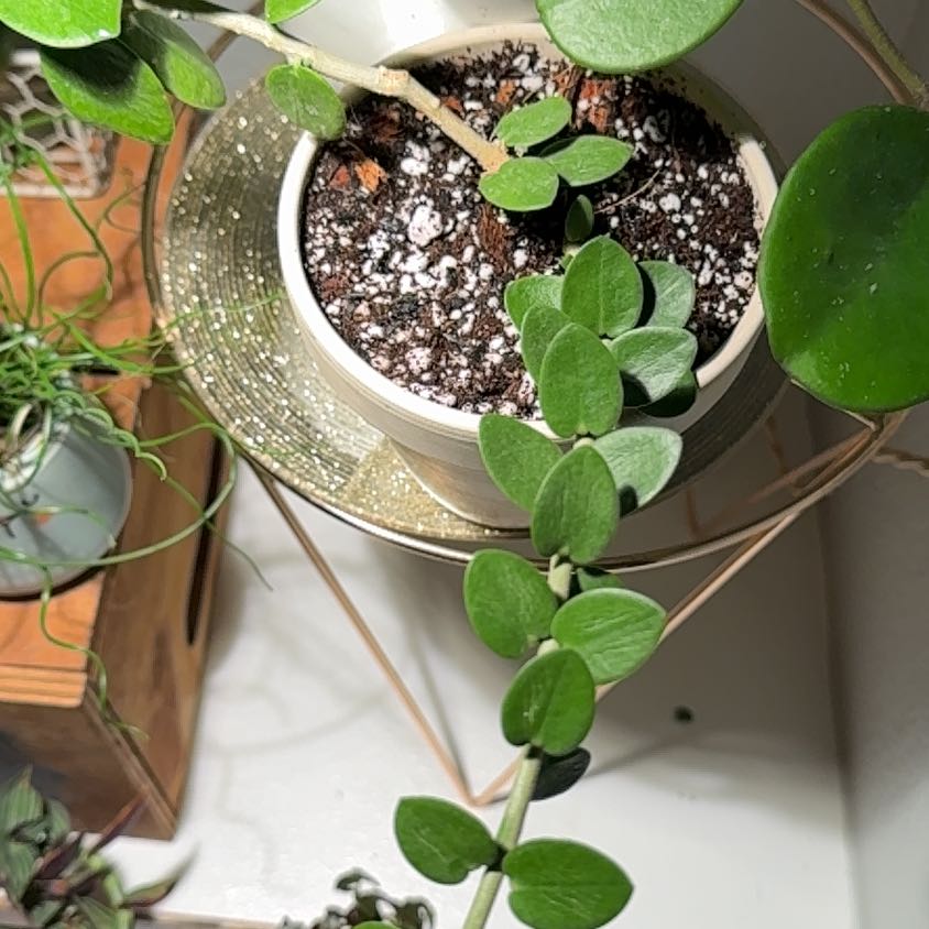 Photo of the plant species Bush Hoya by @MamaLinne named LR Giana on Greg, the plant care app